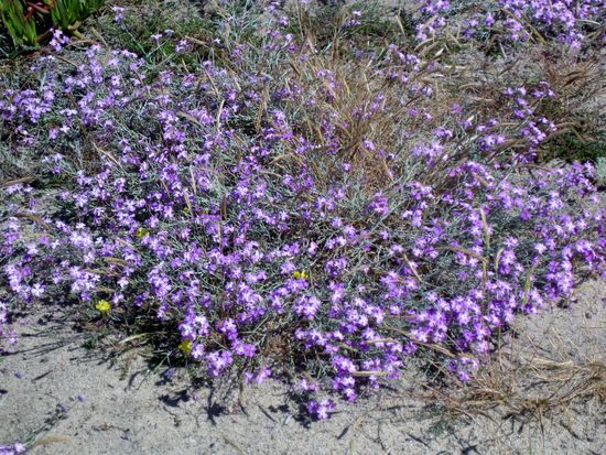 Blau blühende Pflanze in den Dünen
