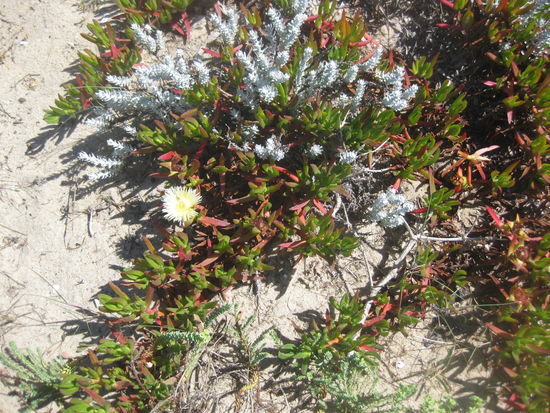 Typische Strandpflanzen