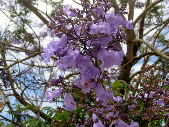 Wunderschöne Jacaranda-Blüten
