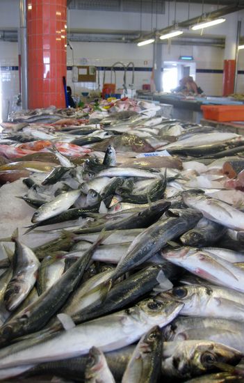 Sardinen in "Hülle und Fülle"