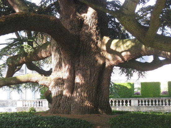 Stamm der Libanon-Zeder