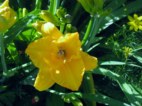 Gelb im Sommerzimmer