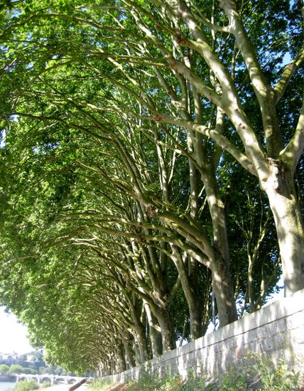 Baumallee an der Promenade