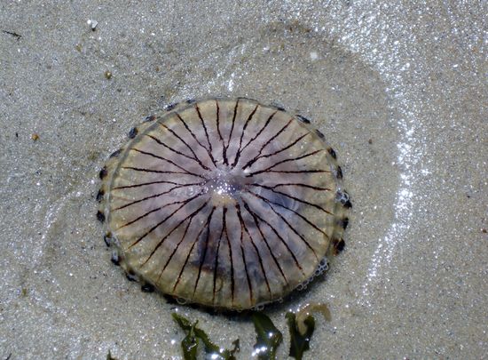 Eine "Schönheit" am Strand...