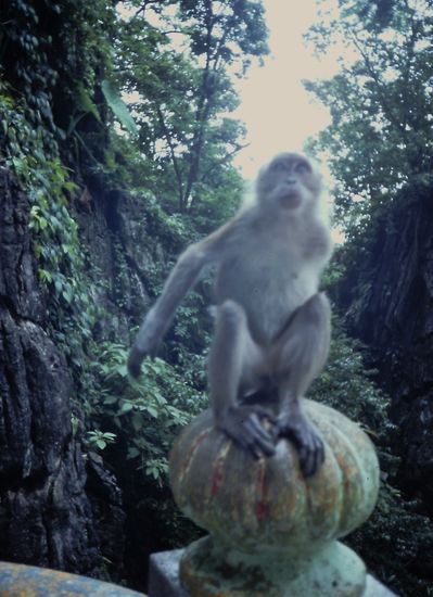 Affe bei den Batu Caves