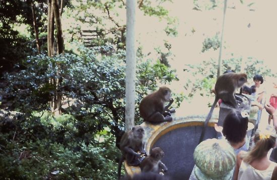 Affen beim Batu Caves