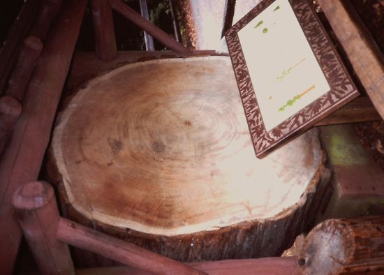 Durchmesser eines der Riesenbäume