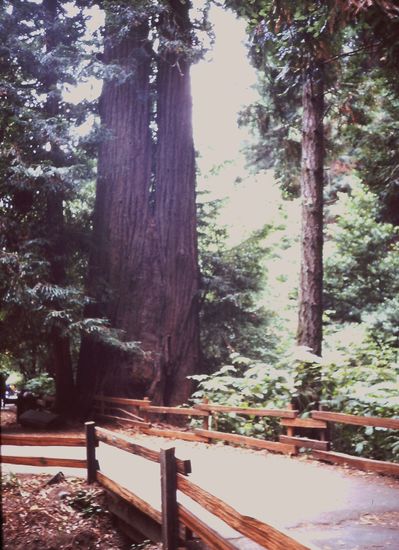 Wanderweg Muir Woods
