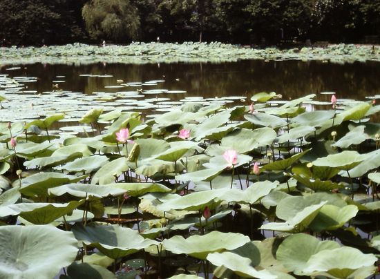 Im Botanischen Garten