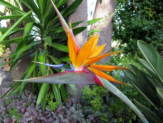 Eine Schönheit auf La Palma