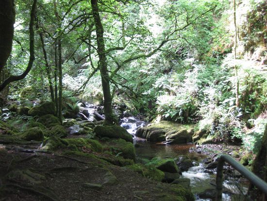 Im Nationalpark Killarney