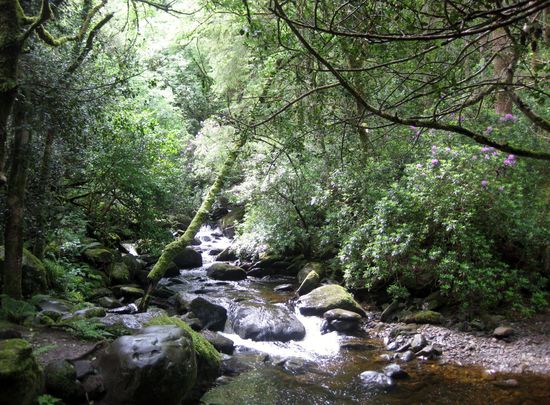 Im Nationalpark Killarney