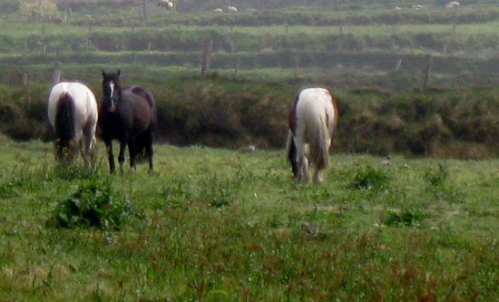 Pferde bei den Cliffs of Kerry