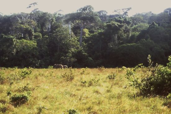 Elefanten am Waldrand