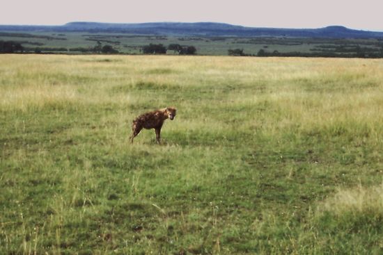 Hyände auf Futtersuche