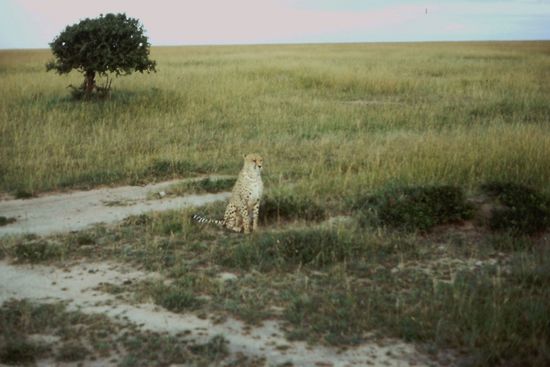 Gepard posiert fürs Foto