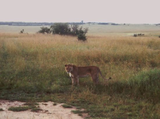 Die Löwin auf der Jagd