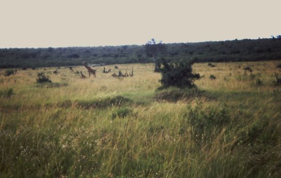 Die Giraffe mit ihrem Jungen