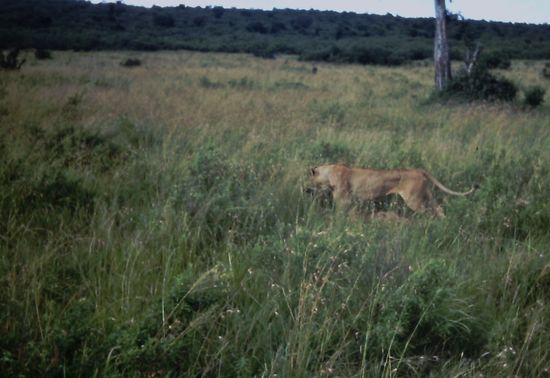 Die Löwin hat zugeschlagen