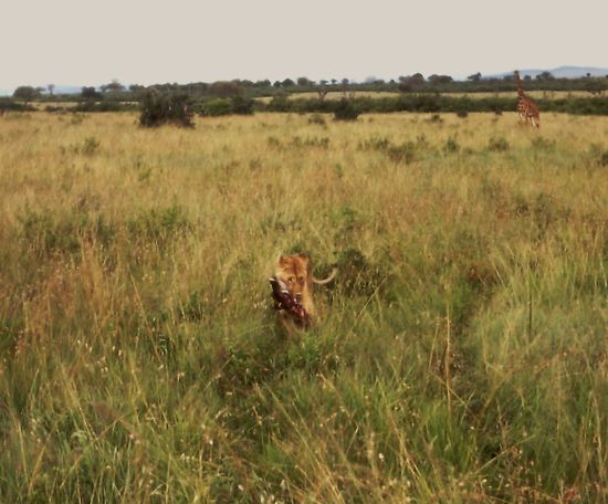 Der Rest der Beute wird weggeschleppt