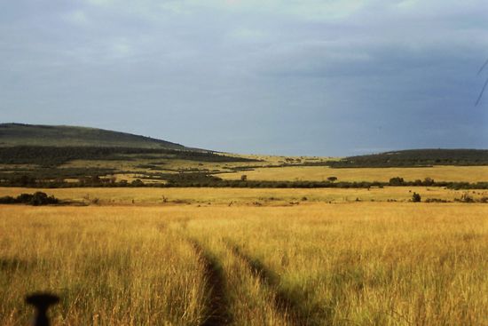 Typische Massai Mara Landschaft