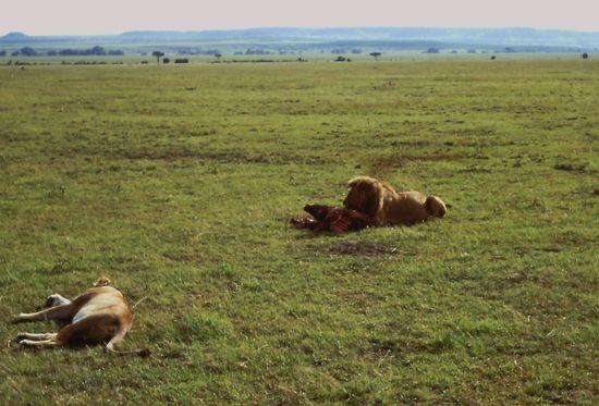 Fressen und Schlafen