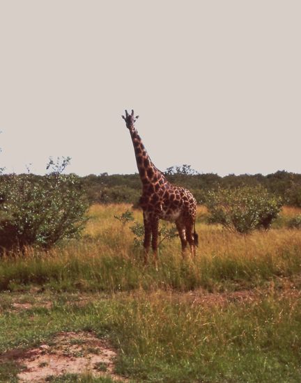 Begrüsst von einer Giraffe