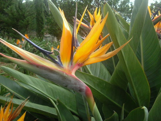 Schönheit aus Madeira