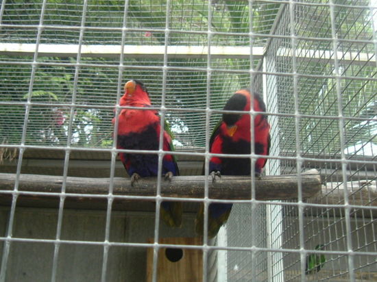 Pagageien in allen Farben