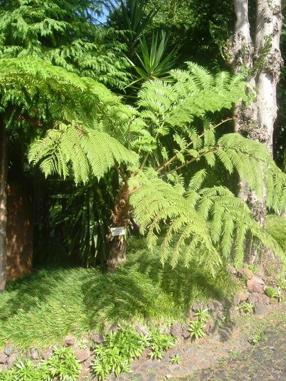 Australischer Riesenfarn