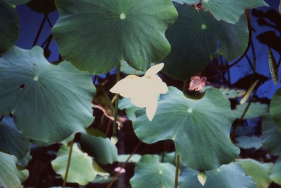 Im Garten von Pamplemousse