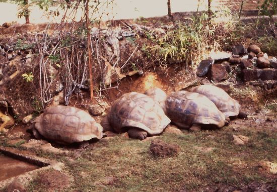 Riesen-Schildkröten