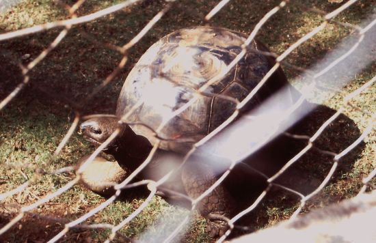 Riesen-Schildkröte hinter Gittern