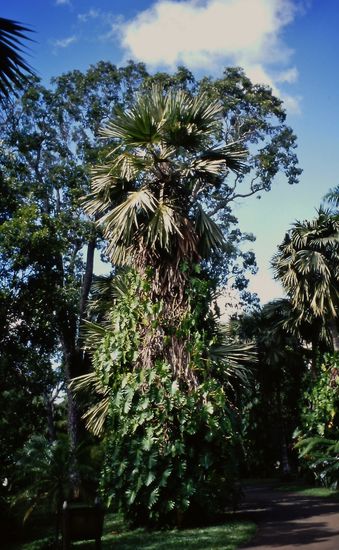 Im Garten von Pamplemousse