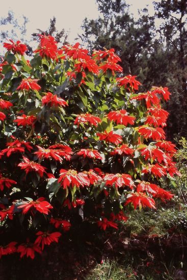 ...und blühende Sträucher