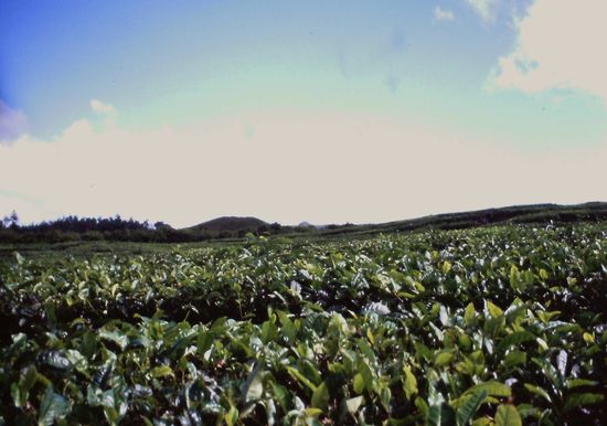 Teefelder Bois Cheri