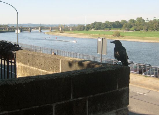Zaungast oder besser Mauergast