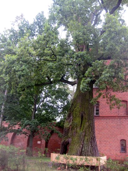 Mehr als 100 Jahre alt