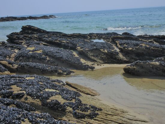 Die Felsen sind von Muscheln bedeckt