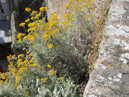 Es blüht auch zwischen den Mauerritzen