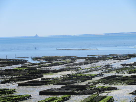 Austerbänke und im Hintergrund Mont Saint-Michel