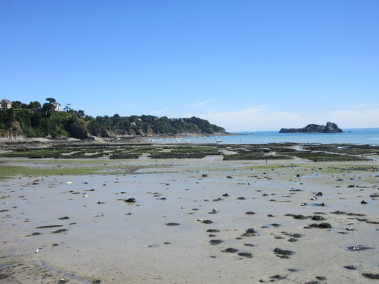 Austernbänke bei Ebbe