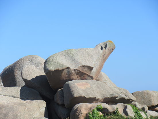 Grosses Walross steckt die Nase in den Himmel?