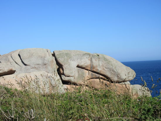 Kopf eines Krokodiils?