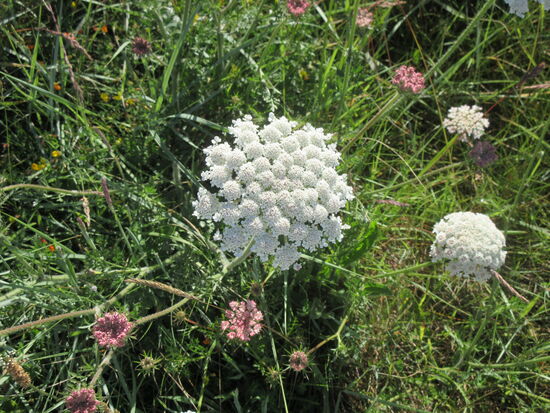 Es blüht überall zu dieser Jahreszeit