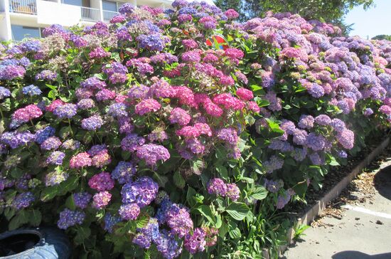 Hortensien - typisch für die Bretagne