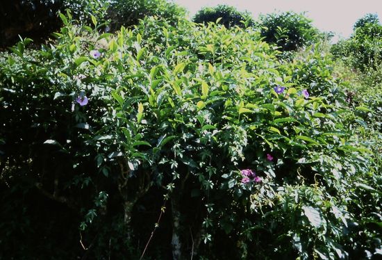 Teepflanzen im Blue Valley