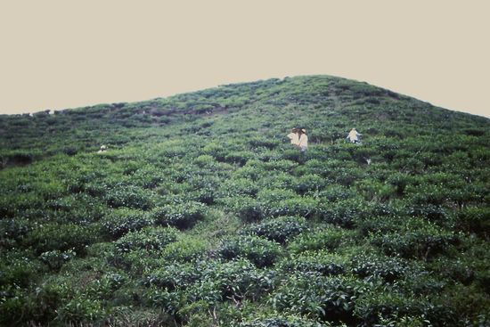 Teepflückerinnen bei der Arbeit