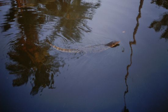 Iguana im trüben Wasser
