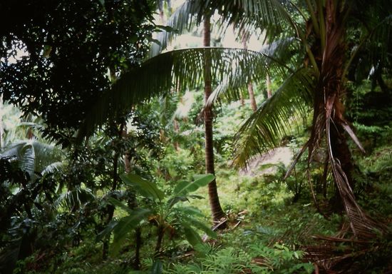 Der Regenwald